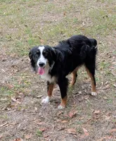 Oliver , a male Miniature Australian Shepherd for sale in Branford, FL – Photo 2 of 6