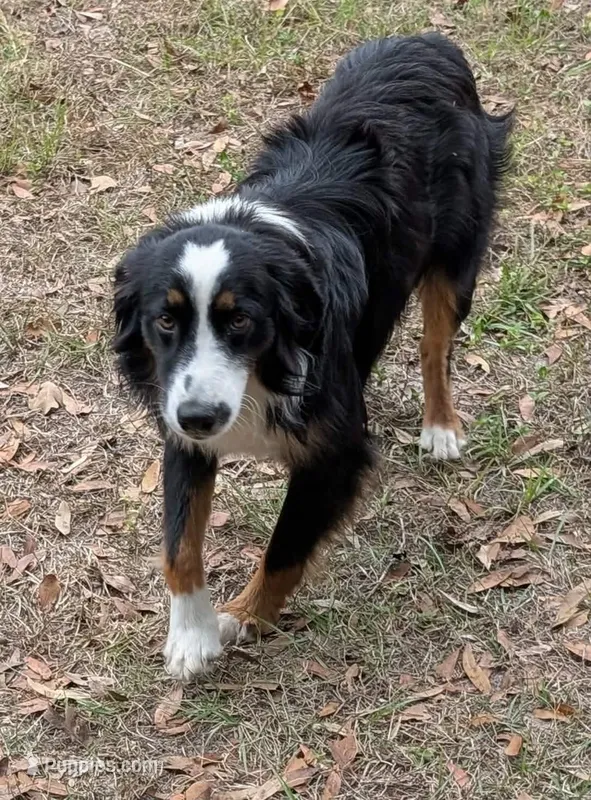 Oliver , a male Miniature Australian Shepherd for sale in Branford, FL – Photo 1 of 6