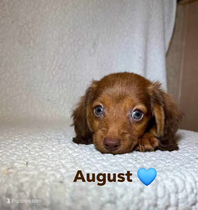 August  – Miniature Dachshund puppy for sale in Branford, FL