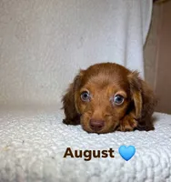 August , a male Miniature Dachshund for sale in Branford, FL – 1 of 1