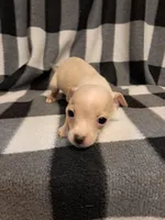 Wyatt, a male Chihuahua for sale in Branford, FL – Photo 1 of 10