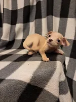 Wyatt, a male Chihuahua for sale in Branford, FL – Photo 8 of 10