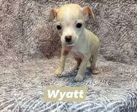 Wyatt, a male Chihuahua for sale in Branford, FL – Photo 9 of 10
