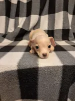 Wyatt, a male Chihuahua for sale in Branford, FL – Photo 3 of 10