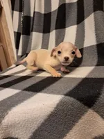 Wyatt, a male Chihuahua for sale in Branford, FL – Photo 5 of 10