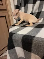 Wyatt, a male Chihuahua for sale in Branford, FL – Photo 2 of 10