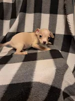 Wyatt, a male Chihuahua for sale in Branford, FL – Photo 10 of 10