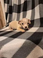 Wyatt, a male Chihuahua for sale in Branford, FL – Photo 4 of 10