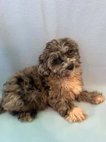 Copper , a male Shihpoo for sale in Branford, FL – 2 of 4