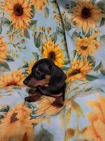 Jessie , a female Miniature Dachshund for sale in Branford, FL – 5 of 5
