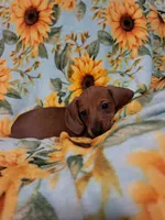 Slinky , a male Miniature Dachshund for sale in Branford, FL – 2 of 5