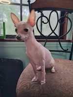 Janet, a female Chihuahua for sale in Branford, FL – Photo 5 of 7