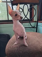 Janet, a female Chihuahua for sale in Branford, FL – Photo 6 of 7