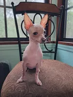 Janet, a female Chihuahua for sale in Branford, FL – Photo 4 of 7