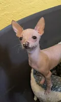 Janet, a female Chihuahua for sale in Branford, FL – Photo 2 of 7
