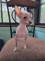 Janet, a female Chihuahua for sale in Branford, FL – Photo 7 of 7