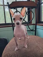 Janet, a female Chihuahua for sale in Branford, FL – Photo 3 of 7