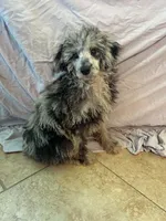 Wally , a male Poodle - Toy  and Poodle - Miniature  for sale in Branford, FL – 5 of 5