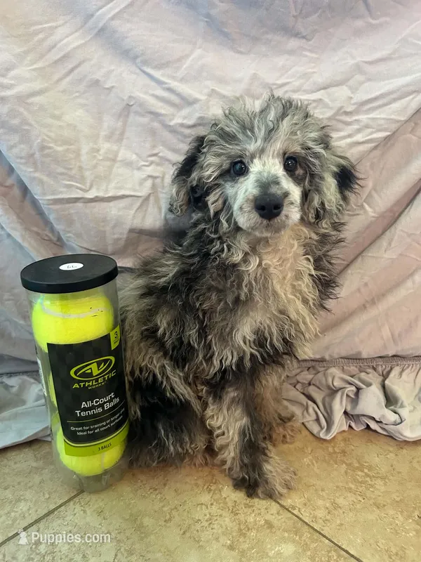 Wally  – Poodle - Toy , Poodle - Miniature  puppy for sale in Branford, FL
