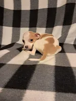 Jack, a male Chihuahua for sale in Branford, FL – Photo 2 of 5