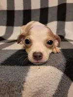 Jack, a male Chihuahua for sale in Branford, FL – Photo 1 of 5