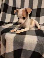 Jack, a male Chihuahua for sale in Branford, FL – Photo 5 of 5