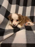 Cooper , a male Chihuahua for sale in Branford, FL – Photo 6 of 9