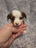 Cooper , a male Chihuahua for sale in Branford, FL – Photo 3 of 9