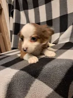 Cooper , a male Chihuahua for sale in Branford, FL – Photo 7 of 9