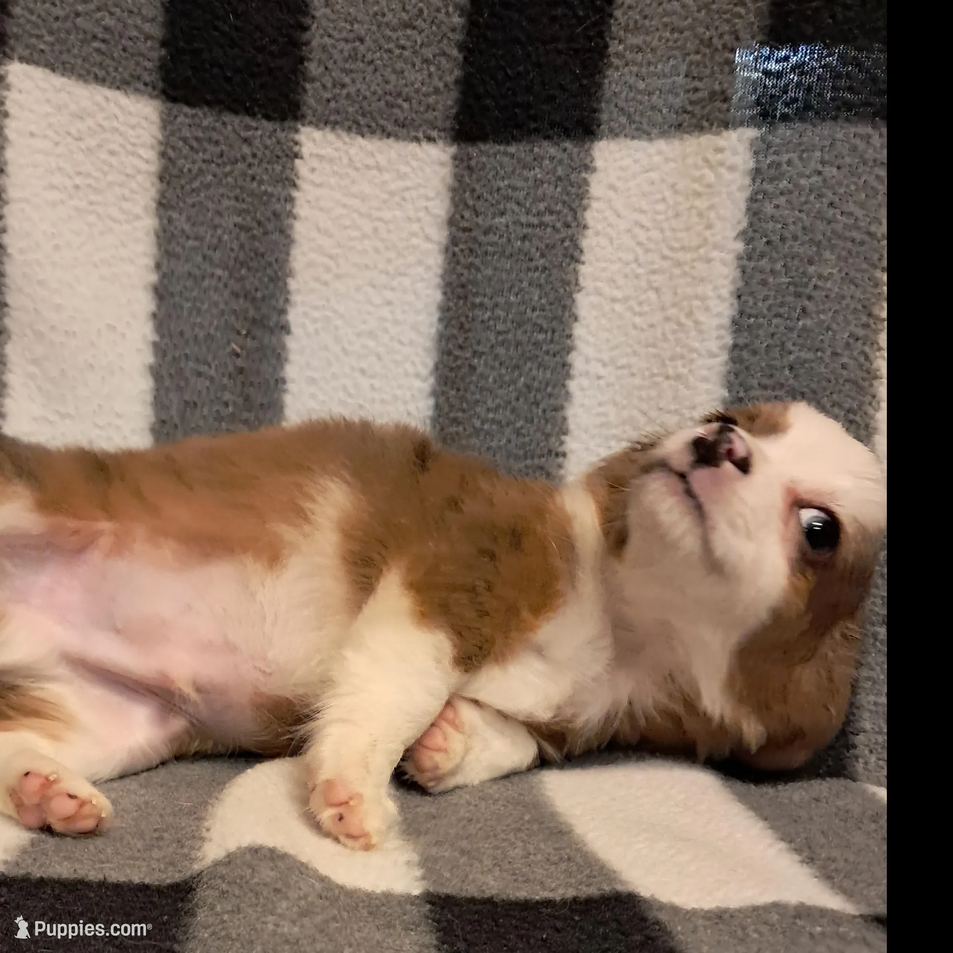 Cooper , a male Chihuahua for sale in Branford, FL – Photo 4 of 9