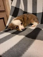 Cooper , a male Chihuahua for sale in Branford, FL – Photo 5 of 9