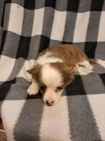 Cooper , a male Chihuahua for sale in Branford, FL – Photo 8 of 9