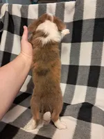 Cooper , a male Chihuahua for sale in Branford, FL – Photo 9 of 9