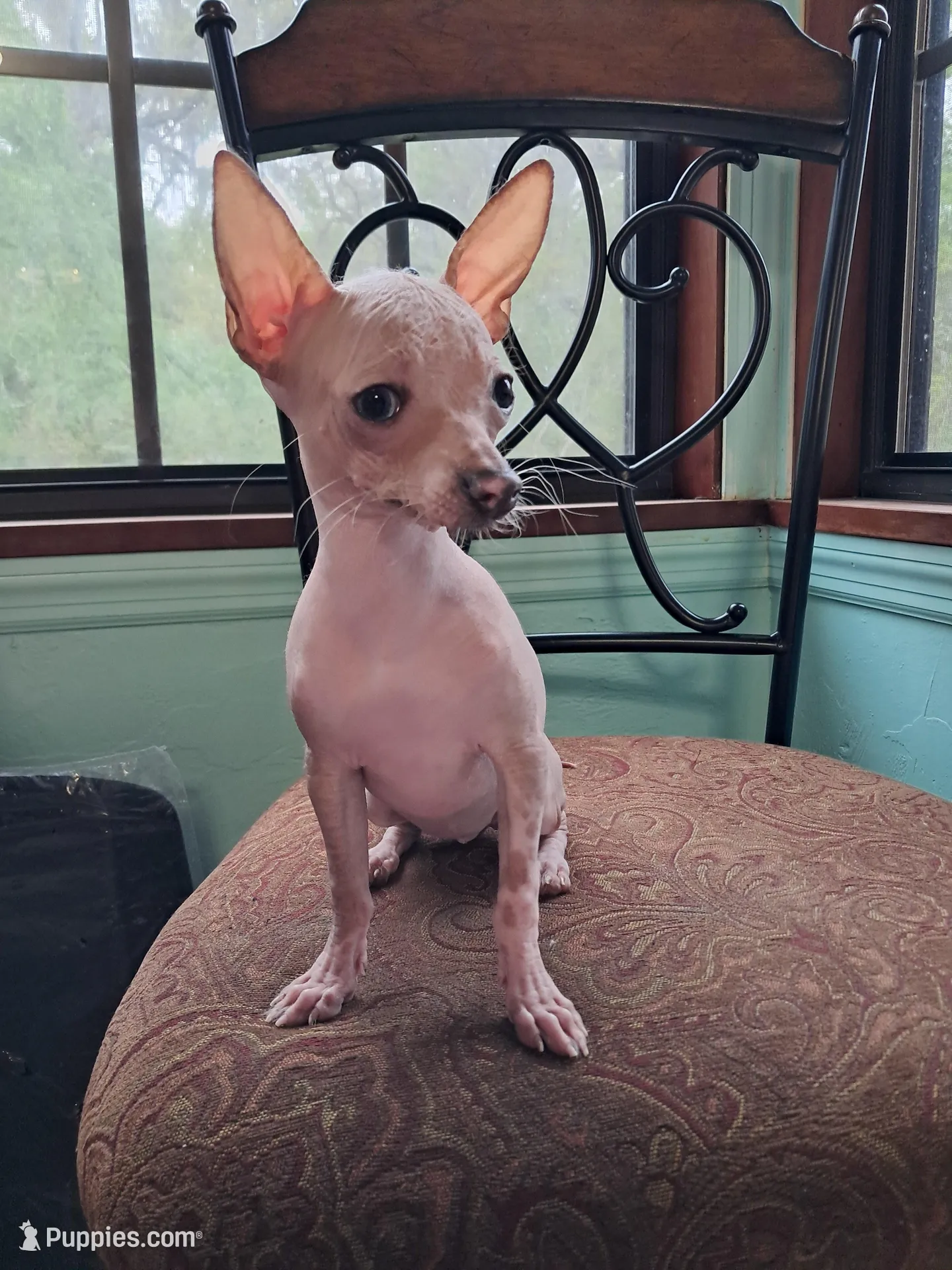 Janet – Chihuahua puppy for sale in Branford, FL