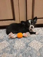 GIULIA, a female Chihuahua for sale in Branford, FL – Photo 4 of 7