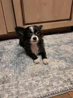 GIULIA, a female Chihuahua for sale in Branford, FL – Photo 3 of 7