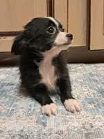 GIULIA, a female Chihuahua for sale in Branford, FL – Photo 5 of 7