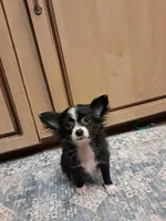 GIULIA, a female Chihuahua for sale in Branford, FL – Photo 2 of 7