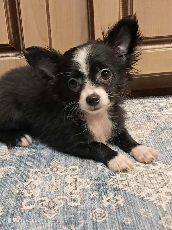 GIULIA – Chihuahua puppy for sale in Branford, FL