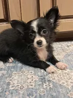 GIULIA, a female Chihuahua for sale in Branford, FL – Photo 1 of 7