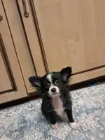 GIULIA, a female Chihuahua for sale in Branford, FL – Photo 6 of 7