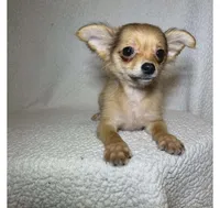 Bella , a female Chihuahua and Pomchi for sale in Branford, FL – 2 of 3