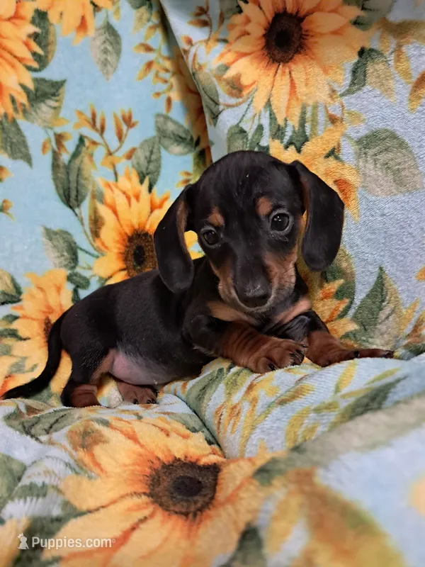 Jessie  – Miniature Dachshund puppy for sale in Branford, FL