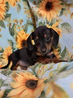 Jessie , a female Miniature Dachshund for sale in Branford, FL – 1 of 5