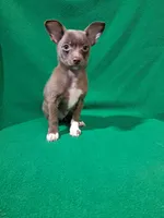 Luke, a male Pomchi for sale in Branford, FL – Photo 8 of 9