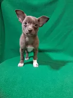 Luke, a male Pomchi for sale in Branford, FL – Photo 7 of 9