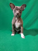 Luke, a male Pomchi for sale in Branford, FL – Photo 6 of 9