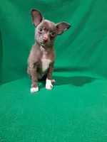 Luke, a male Pomchi for sale in Branford, FL – Photo 9 of 9