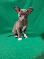 Luke, a male Pomchi for sale in Branford, FL – Photo 5 of 9