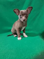 Luke, a male Pomchi for sale in Branford, FL – Photo 4 of 9